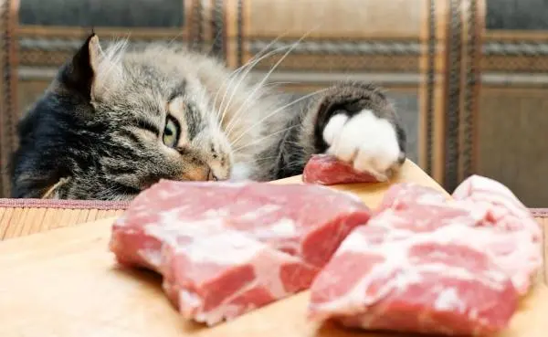 Gli animali che rubano il cibo: furti, inganni e strategie incredibili