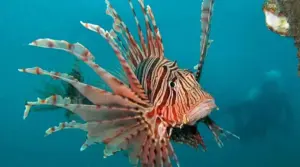 Le specie “aliene” che stanno conquistando la Sicilia