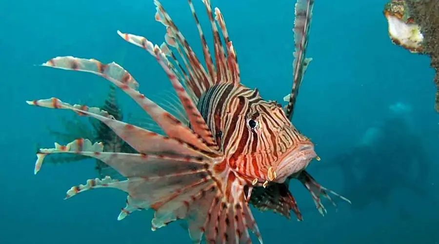 Le specie “aliene” che stanno conquistando la Sicilia