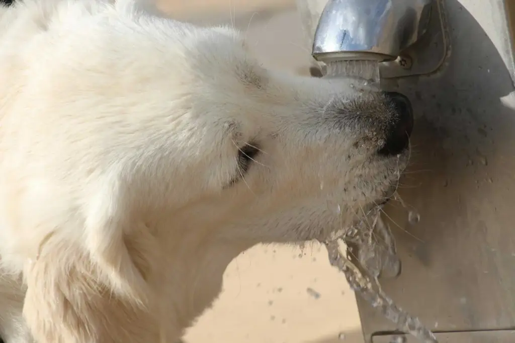Estate e cani: gli errori da non commettere. Quanto caldo può sopportare un cane?