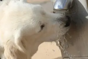 Estate e cani: gli errori da non commettere. Quanto caldo può sopportare un cane?