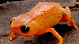 Gli animali che rubano il veleno ai loro nemici, scopri perchè!