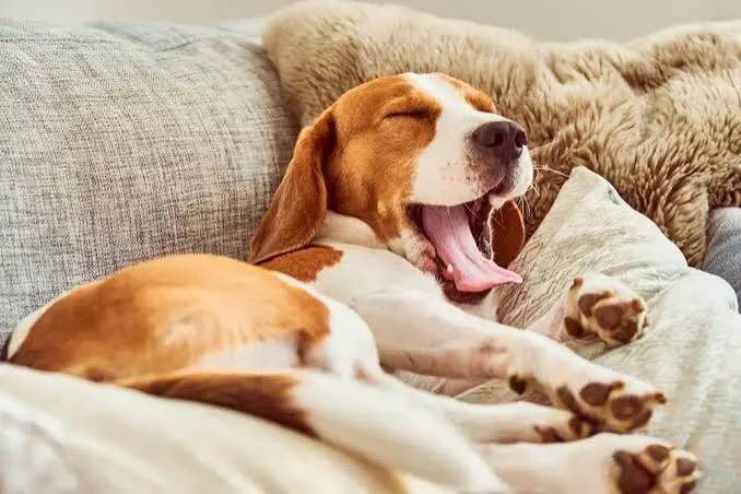Il cane sbadiglia anche quando non ha sonno: cosa sta cercando di dirti