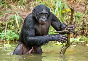Gli animali che si costruiscono le proprie armi, quali sono e come fanno