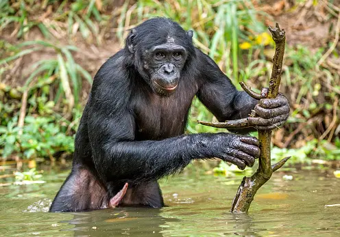 Gli animali che si costruiscono le proprie armi, quali sono e come fanno