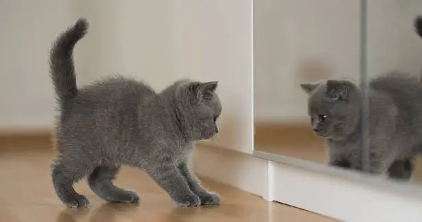 Il gatto si riconosce allo specchio? La verità sul mistero dell’autoconsapevolezza animale