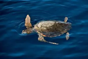 Tartarughe marine in Sicilia: come proteggerle e cosa fare se ne incontriamo una