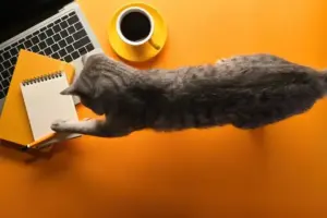 Perché i gatti fanno cadere gli oggetti dal tavolo? Non lo fanno sempre per dispetto