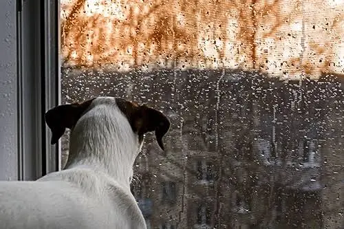 Perché alcuni cani hanno paura dei temporali? Come aiutarli