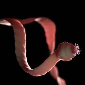 Gli animali che vivono dentro altri animali: un mondo nascosto che non immaginiamo