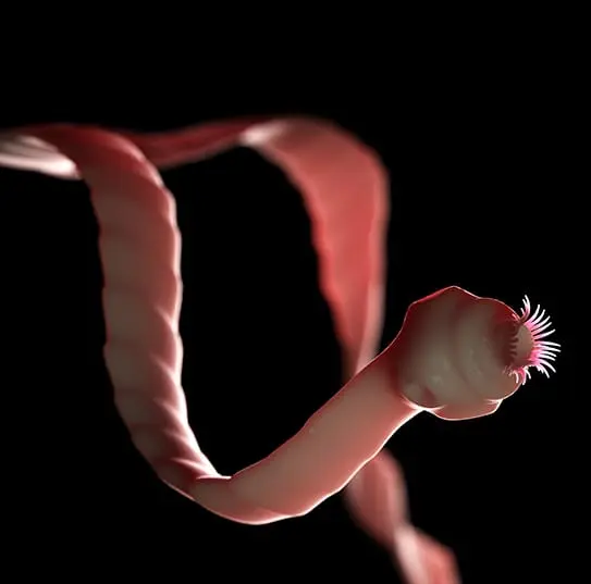 Gli animali che vivono dentro altri animali: un mondo nascosto che non immaginiamo