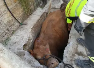Gangi, mucca cade in un tombino: salvata dopo un lungo intervento