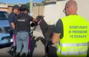 Catania, cavallo di sette mesi tenuto senza acqua e cibo in una stalla abusiva