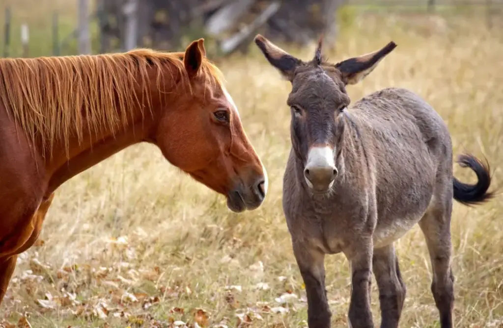 Gli animali riconoscono le persone buone? Come distinguono chi si prende cura di loro