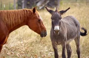 Anche gli animali soffrono la solitudine: cosa succede quando perdono un compagno