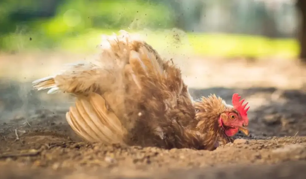 Perché le galline fanno il bagno nella polvere: il rituale che protegge il loro piumaggio