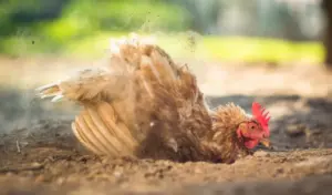 Perché le galline fanno il bagno nella polvere: il rituale che protegge il loro piumaggio