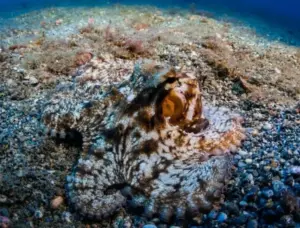 Il polpo riconosce chi lo nutre? L’intelligenza sorprendente di un animale senza scheletro