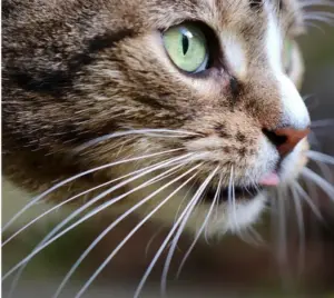 Mai tagliare i baffi al gatto: a cosa servono davvero le vibrisse