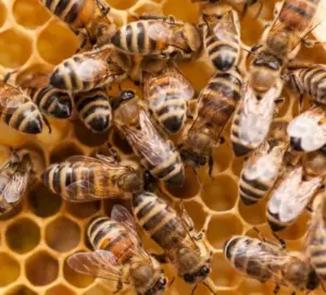 Le api si insegnano la strada: come funziona la danza che indica dove trovare il cibo