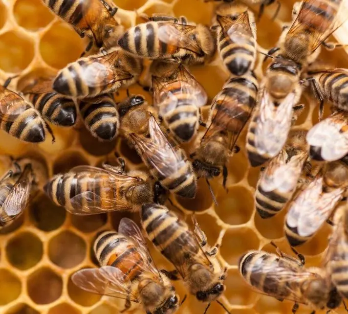 Le api si insegnano la strada: come funziona la danza che indica dove trovare il cibo