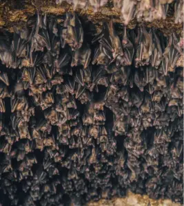 Pipistrelli sotto il tetto o sul balcone: perché non bisogna scacciarli senza sapere cosa fare