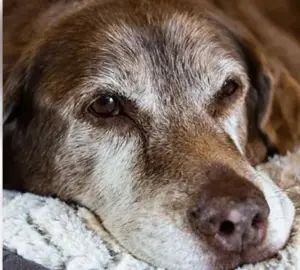 Quando il cane invecchia cambia anche il suo comportamento: i segnali da non liquidare come vecchiaia