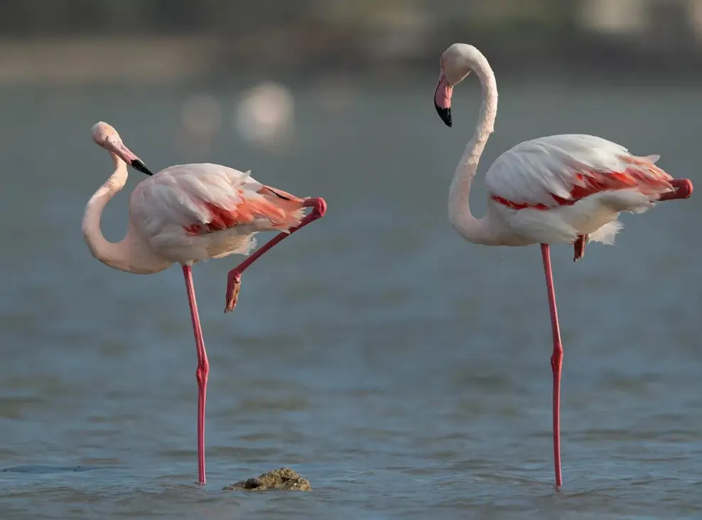 Perché i fenicotteri dormono su una zampa sola?