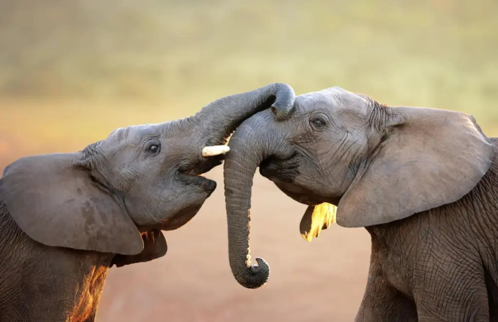 Gli elefanti fanno visita ai loro morti? Tra lutto e legami sociali