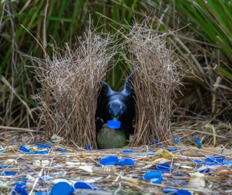 L’uccello che decora la casa per conquistare una compagna