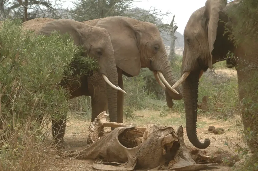 Gli elefanti tornano sulle ossa dei loro simili: cosa sappiamo davvero del loro lutto