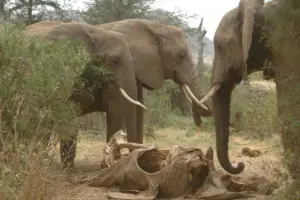 Gli elefanti tornano sulle ossa dei loro simili: cosa sappiamo davvero del loro lutto
