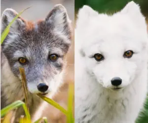 La volpe artica cambia guardaroba: perché alcuni animali diventano bianchi in inverno