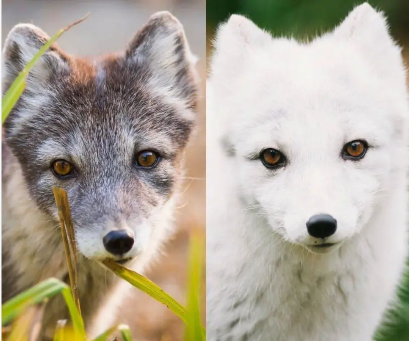 La volpe artica cambia guardaroba: perché alcuni animali diventano bianchi in inverno