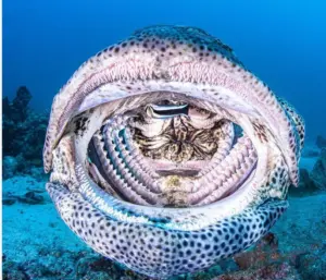 Il pesce pulitore e i suoi clienti: quando la sopravvivenza dipende dalla fiducia
