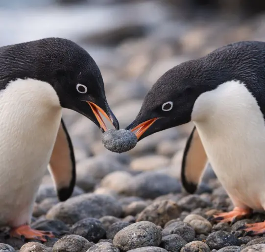 Pinguini e sassolini: quando una pietra diventa parte del corteggiamento