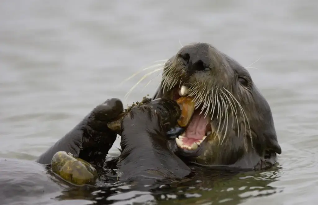 La lontra marina usa una pietra come martello: gli animali che si portano dietro gli attrezzi