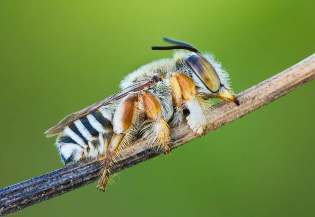 Dove dormono le api selvatiche? La vita segreta degli insetti quando cala il sole