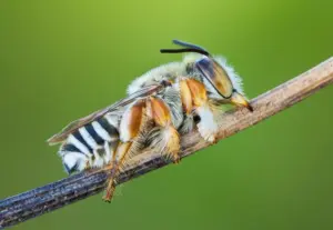 Dove dormono le api selvatiche? La vita segreta degli insetti quando cala il sole