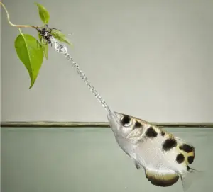 Il pesce arciere: il cecchino del fiume che abbatte gli insetti con un getto d’acqua