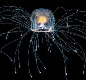 La medusa che può ringiovanire: il mistero di Turritopsis dohrnii