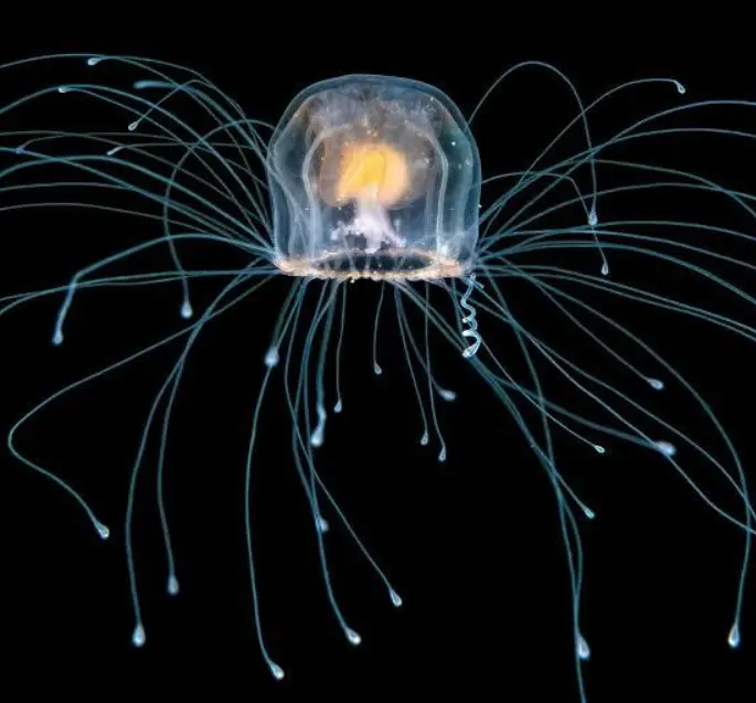 La medusa che può ringiovanire: il mistero di Turritopsis dohrnii
