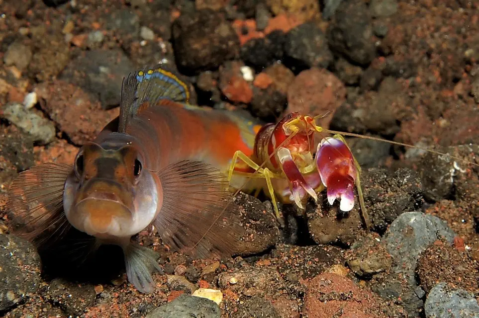 La strana alleanza tra gambero e pesce: uno scava, l’altro fa la guardia