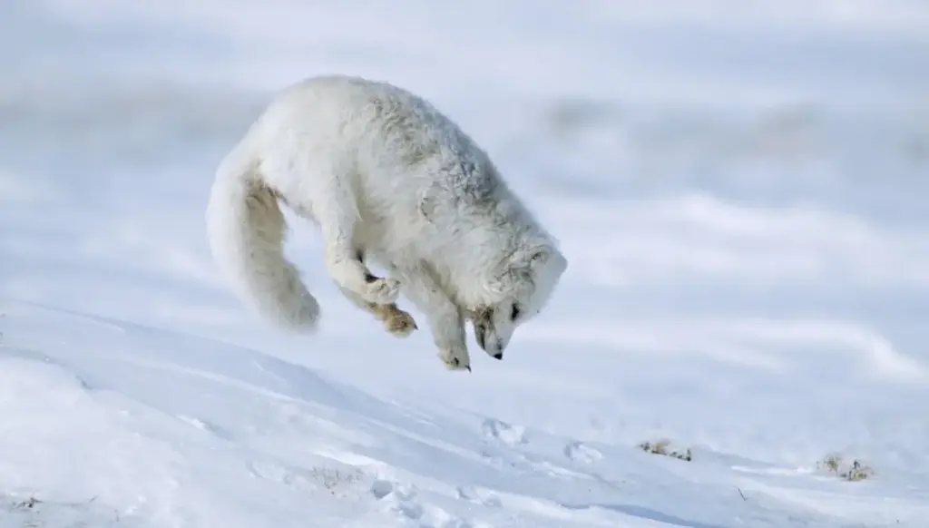 La volpe artica ascolta sotto la neve: come individua le prede invisibili
