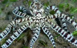 Il polpo mimo che cambia identità: l’animale capace di imitare altre specie