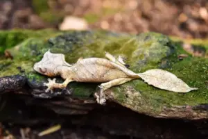 Il geco dalla coda a foglia: il rettile che scompare davanti ai nostri occhi