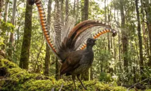 L’uccello lira, il virtuoso della foresta che imita i suoni più impensabili