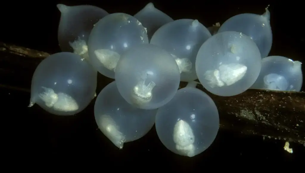 Le uova di seppia che sembrano grappoli d’uva: i piccoli tesori nascosti nel mare