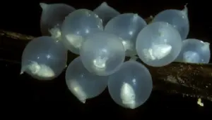 Le uova di seppia che sembrano grappoli d’uva: i piccoli tesori nascosti nel mare