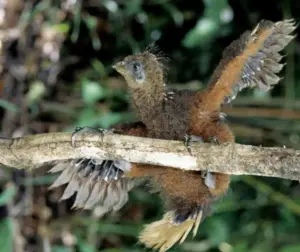 L’hoatzin, l’uccello con gli artigli sulle ali quando è piccolo